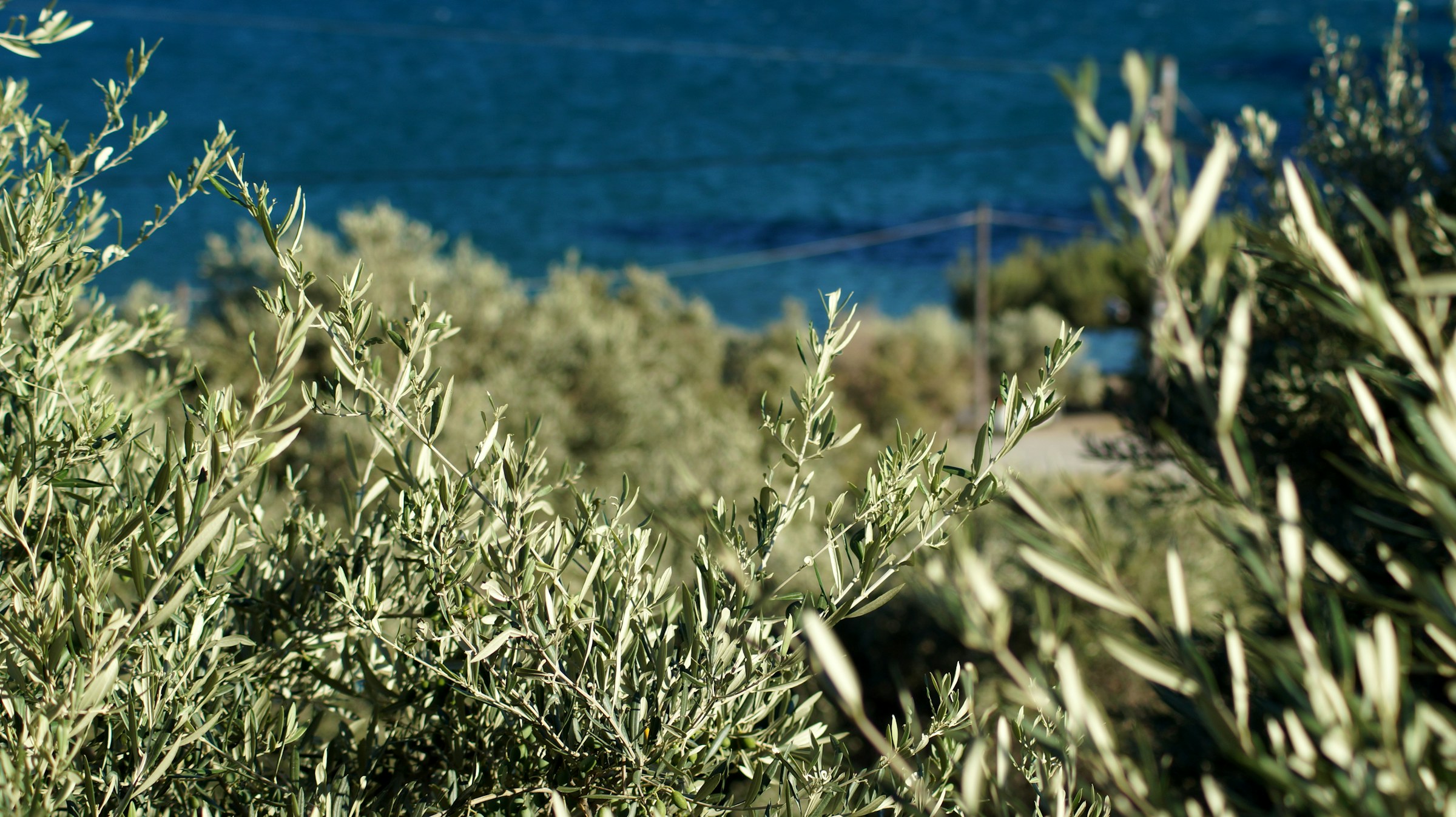 Ελαιόδεντρα σε μεσογειακό τοπίο, με τη θάλασσα στο βάθος.